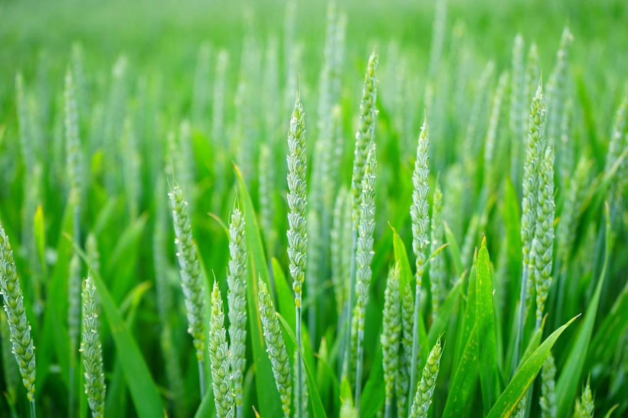 green, wheat, field